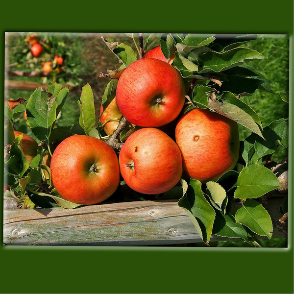 Apfelernte