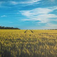 Feld